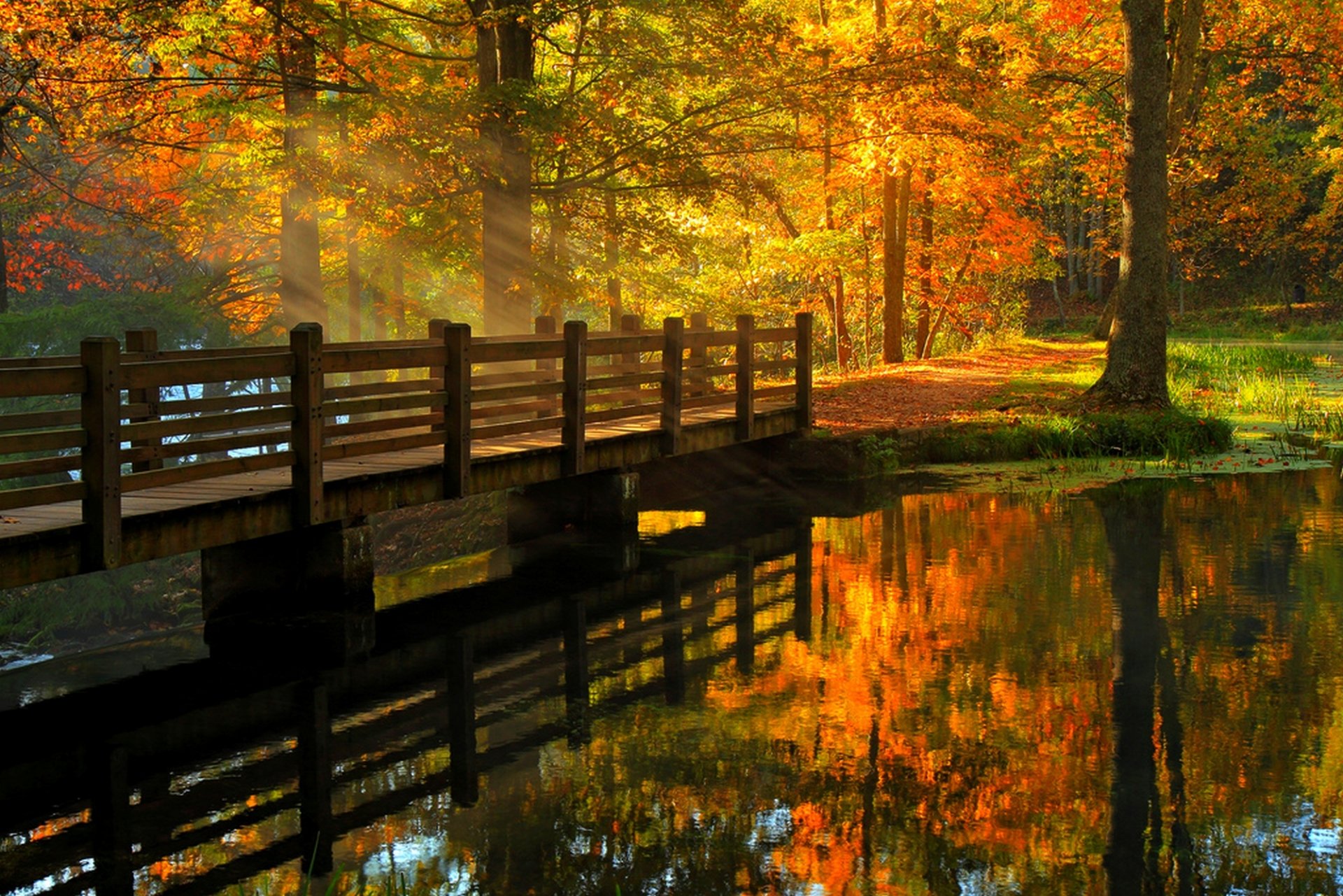 leaves park alley trees forest autumn walk hdr nature river water view fall bridge reflection view