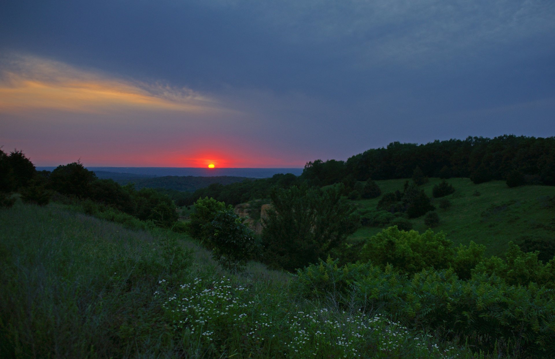 alberi erba fiori sole tramonto