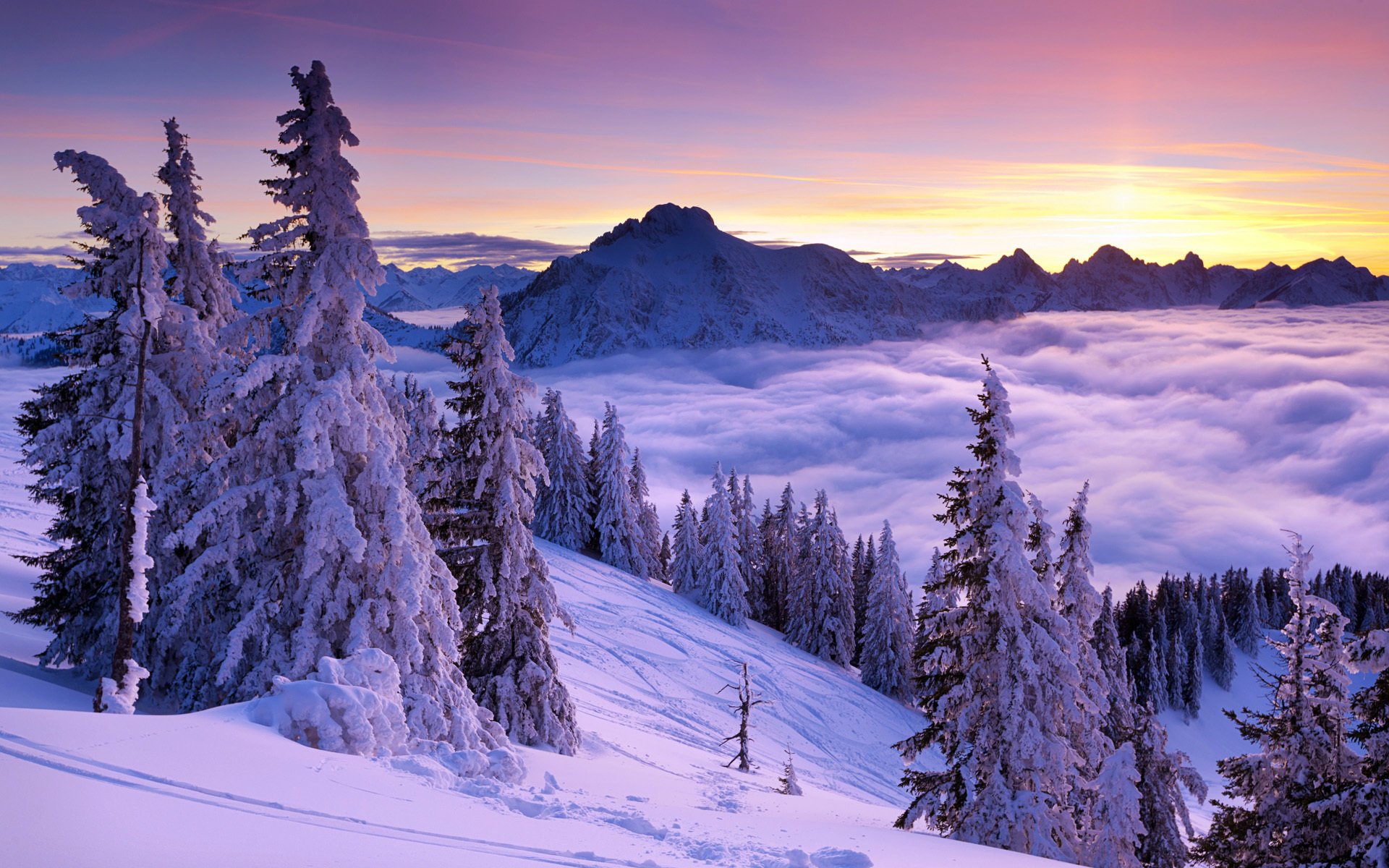 winter mountain spruce tree snow fog clouds sky nature