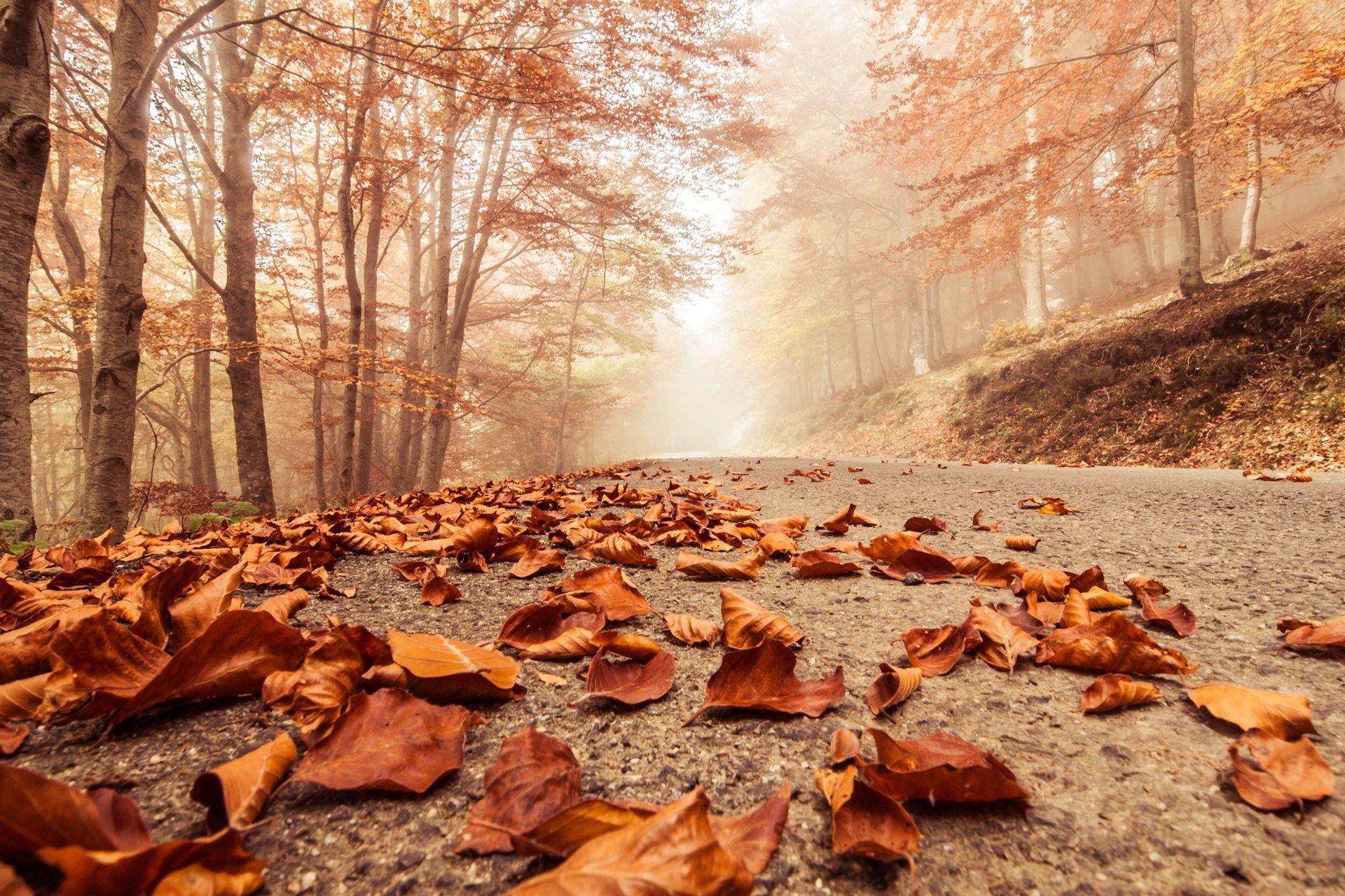 nebbioso nebbioso strada autunno faggio paesaggio macro foglie decidue natura alberi foresta scena nebbioso nebbioso strada macro boschi