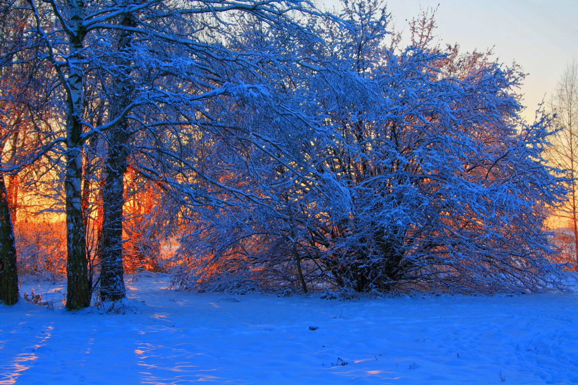 winter dämmerung sonnenuntergang schnee bäume zweige natur foto