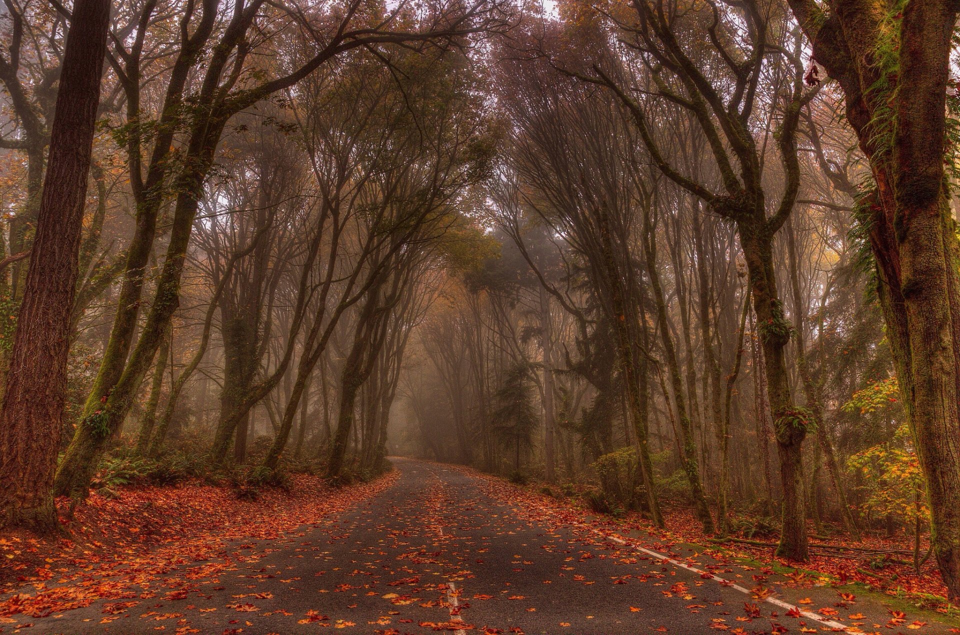 otoño bosque carretera niebla