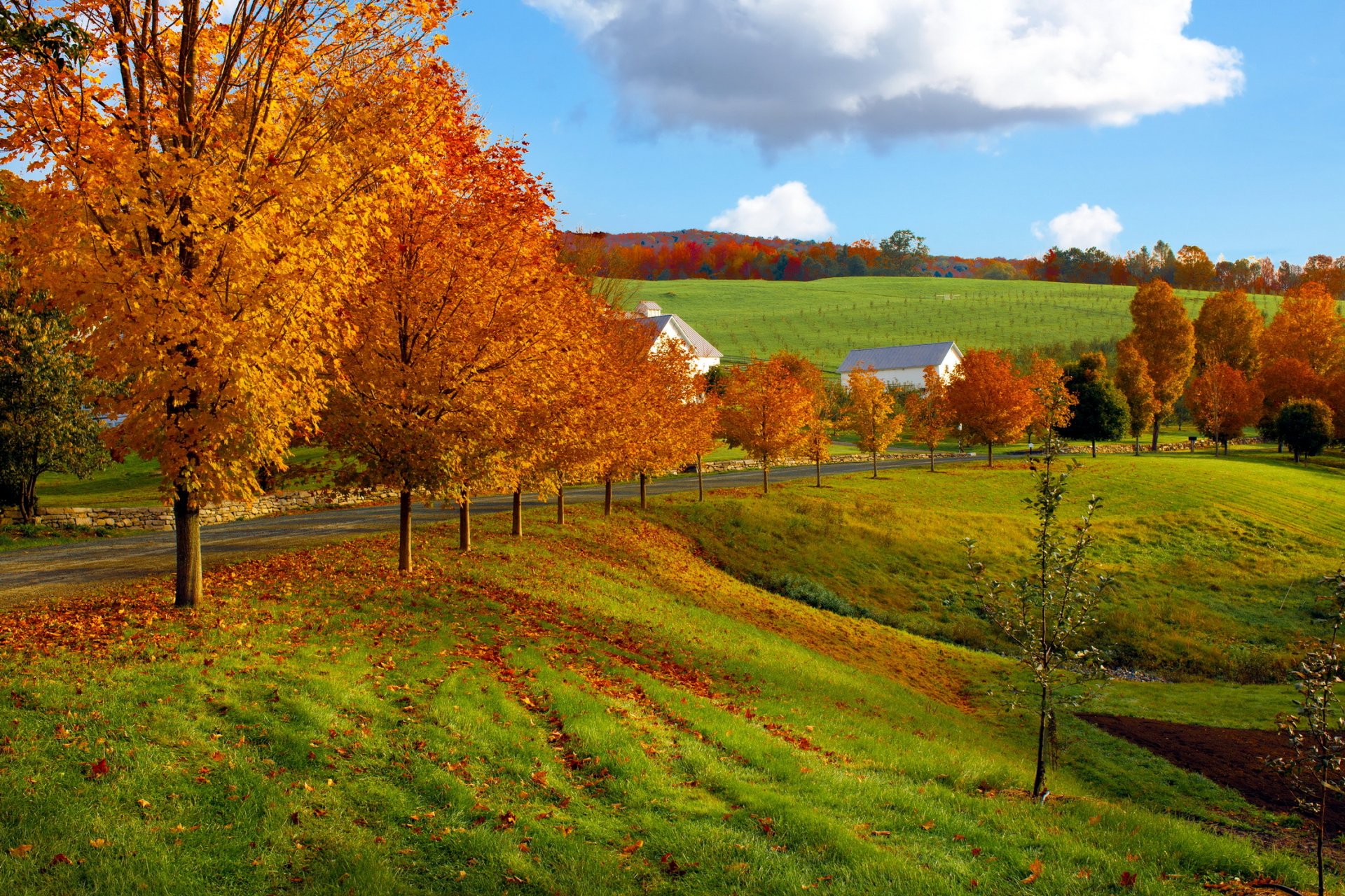 autumn tree house road the field sky clouds nature