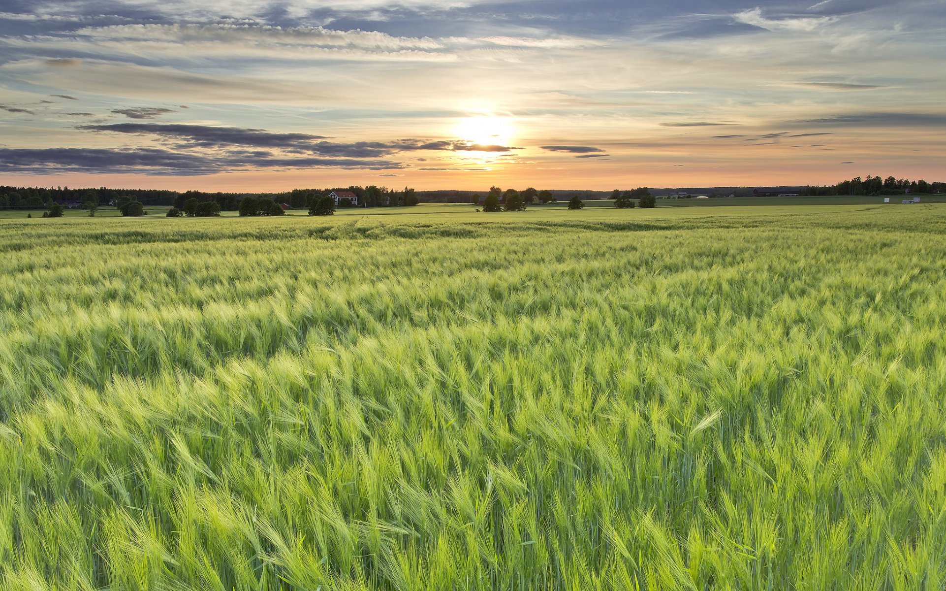 weden the field barley sun night sunset