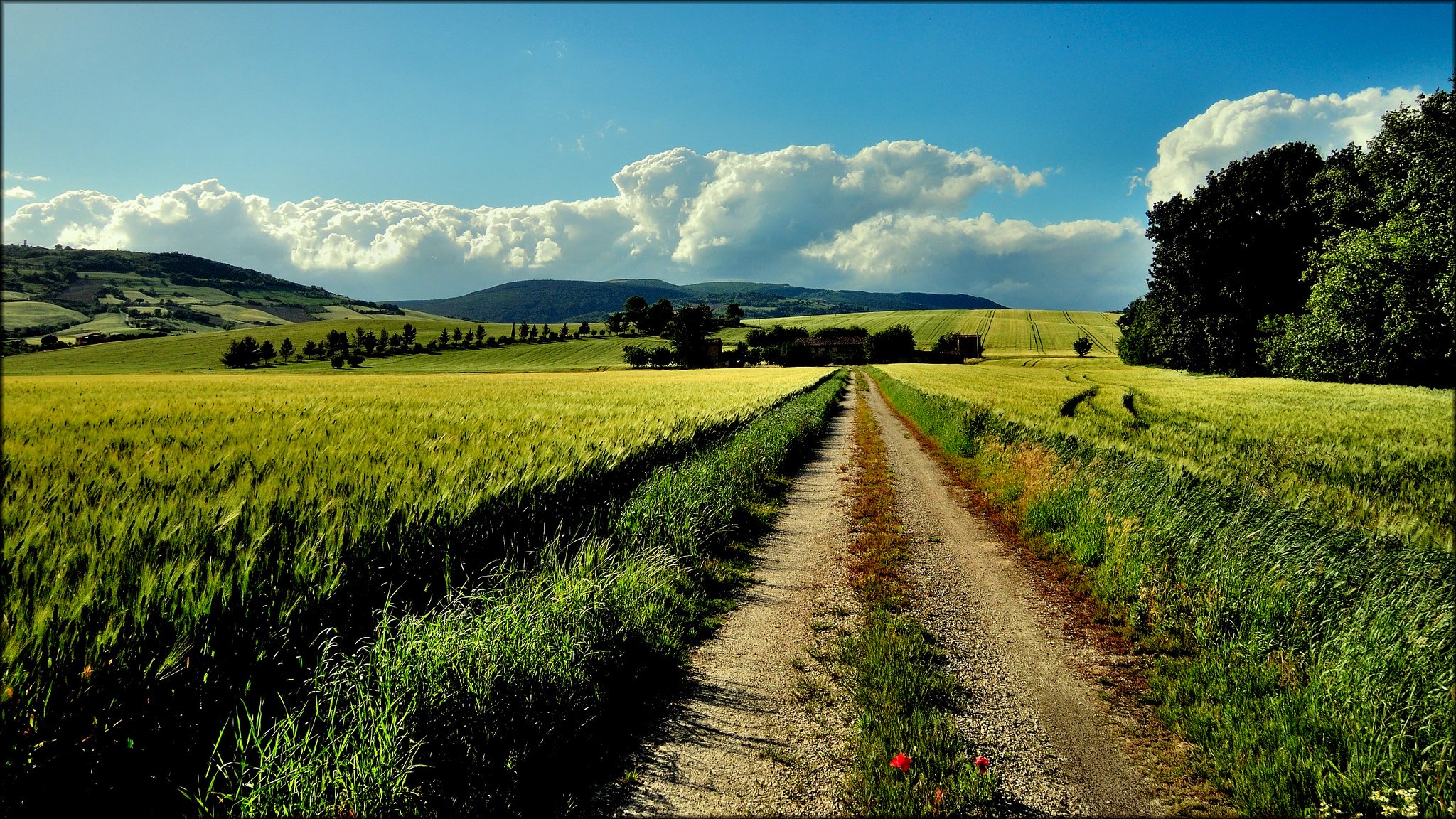 rocchetta marche italia hills of the field tree road summer