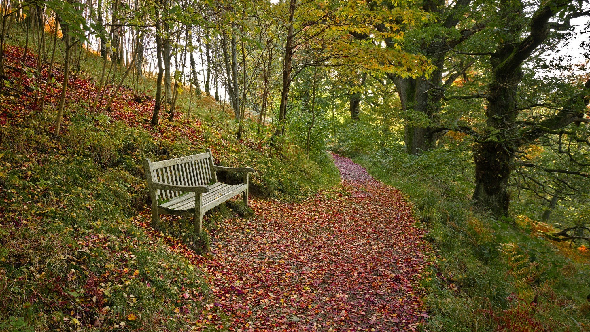 herbst wald fußweg blätter bank bank