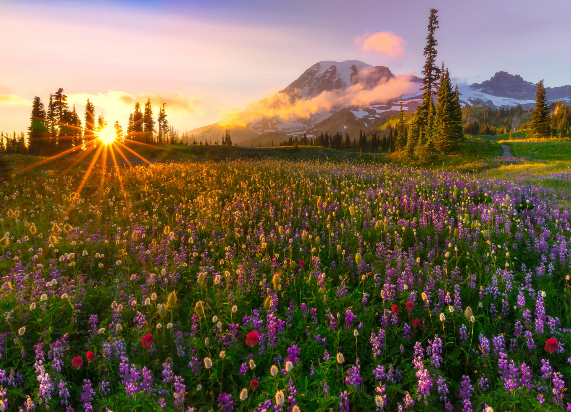 montagnes sapins clairière fleurs soleil rayons soir