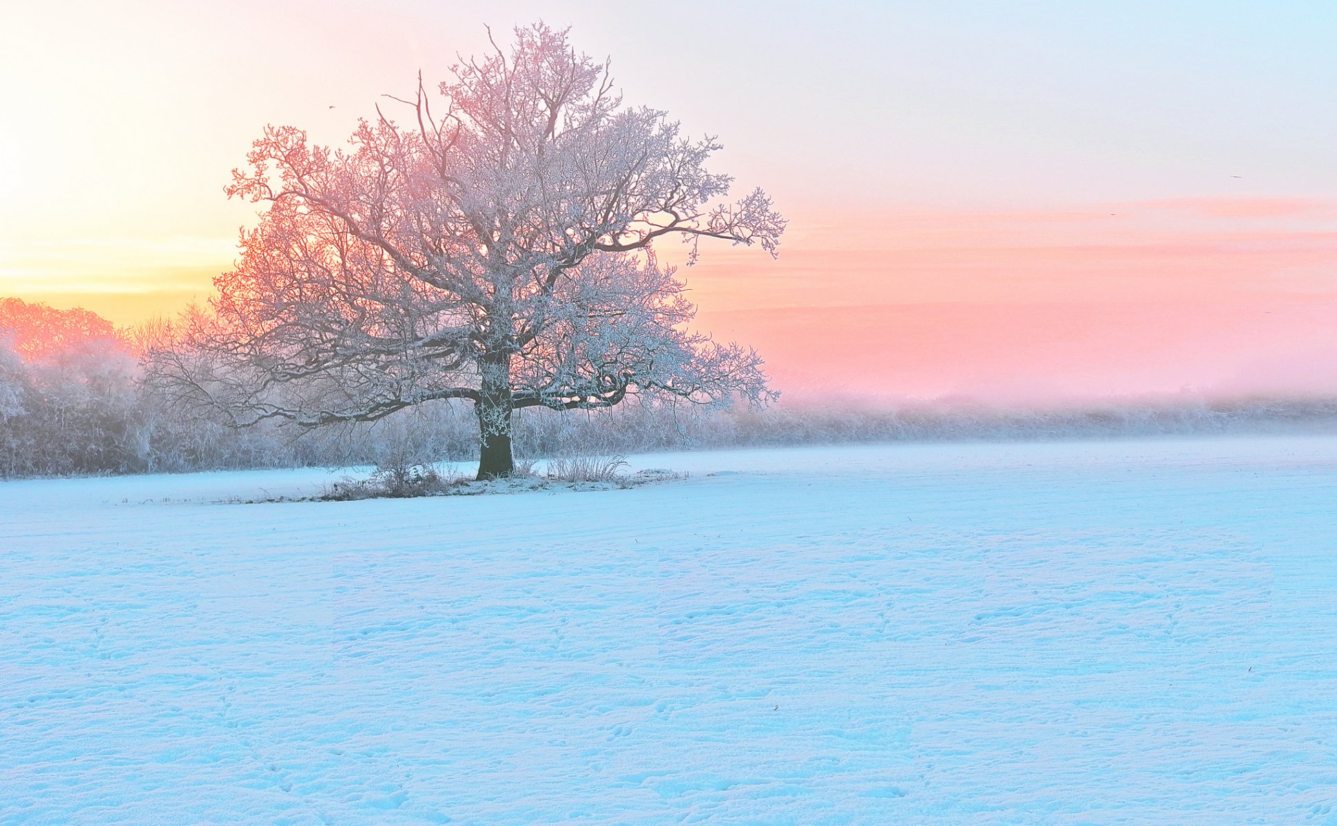 hiver neige arbre givre soir brouillard coucher de soleil