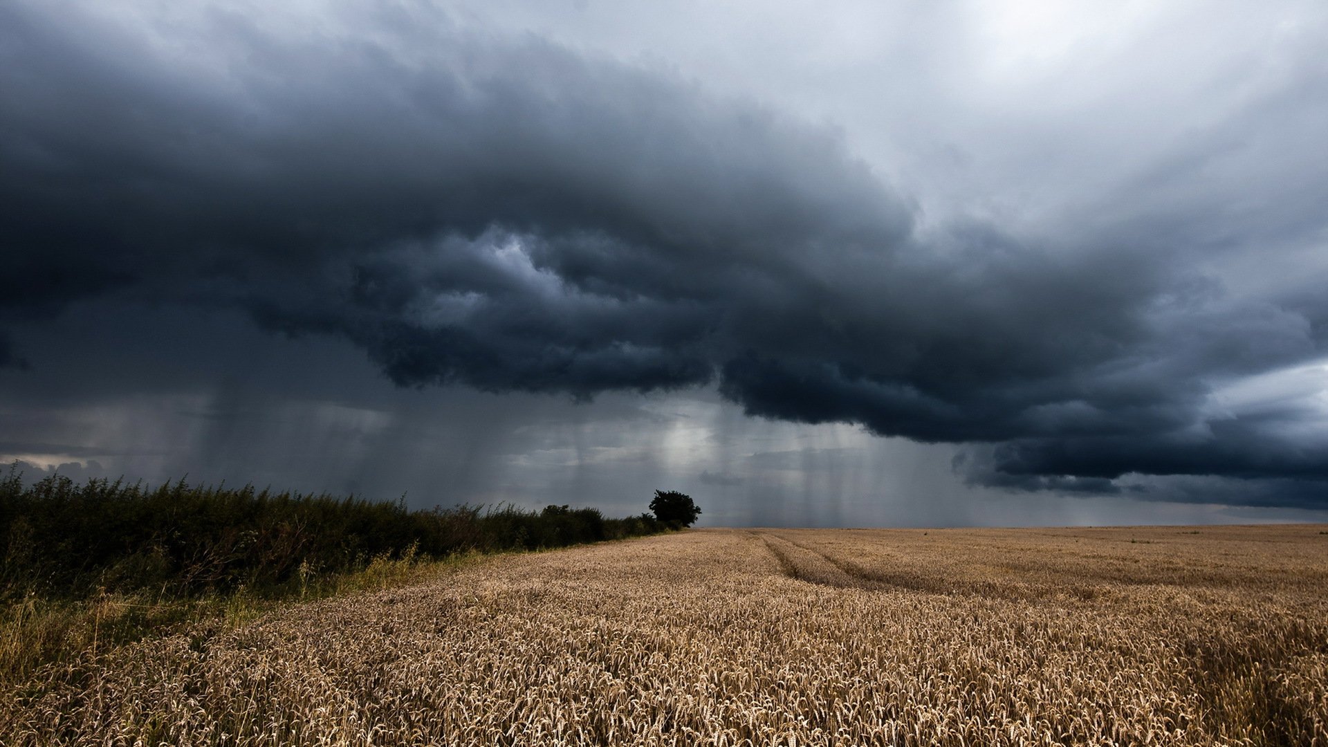 the field ears rain landscape