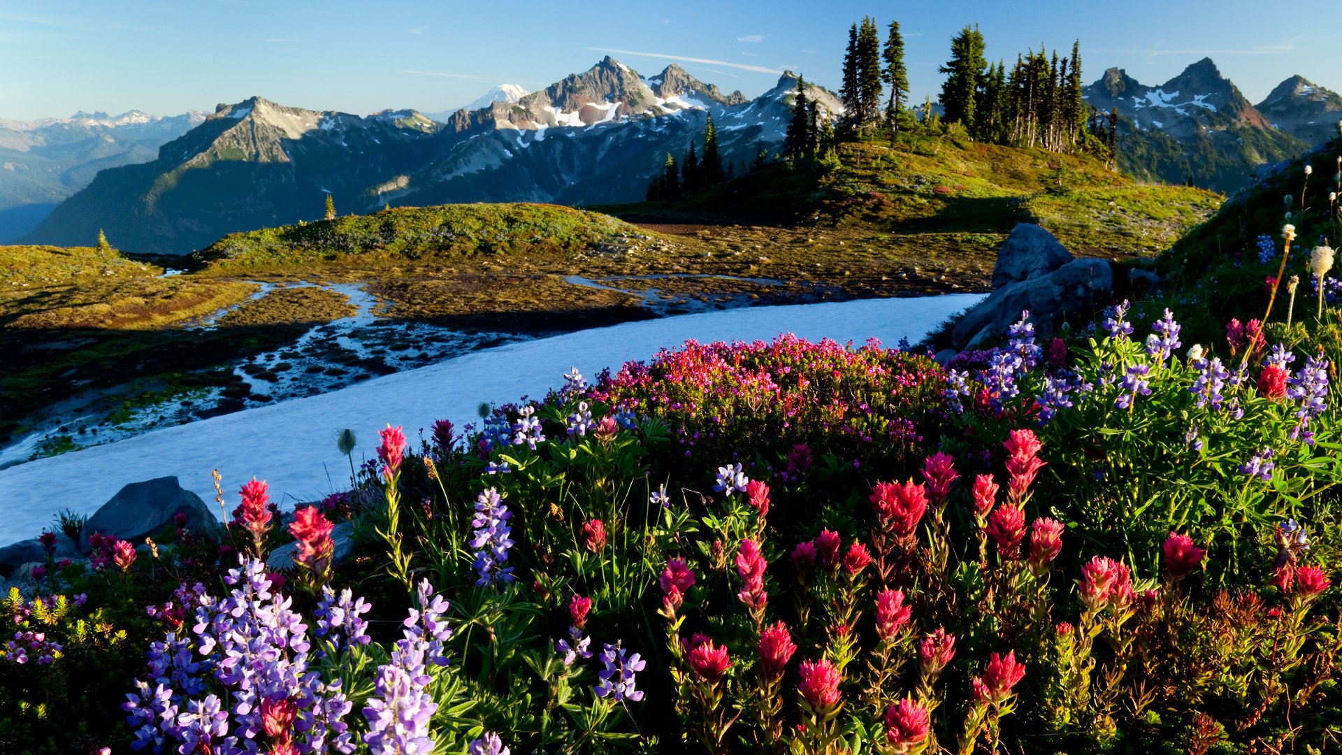 montagnes neige fleurs aube