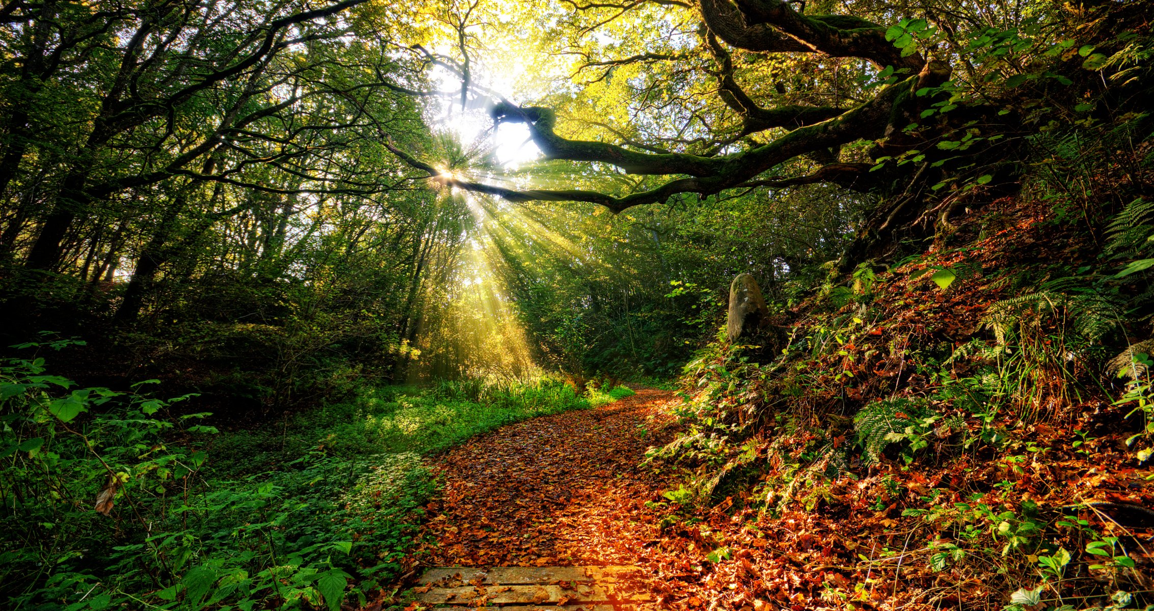 unset grass rays sun sky clouds color nature view autumn leaf forest paths leaves landscape