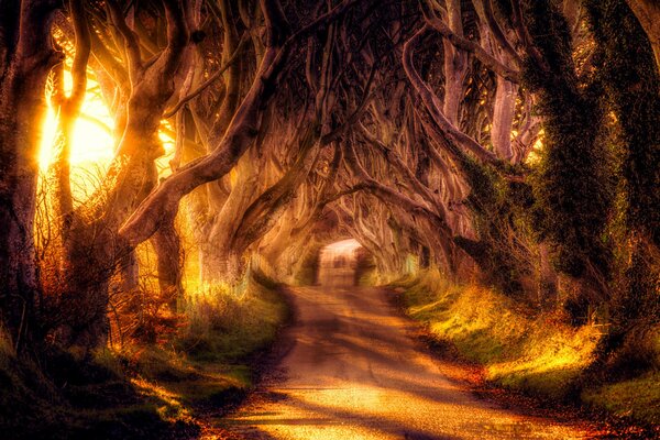 Strada forestale per camminare sotto le corone degli alberi