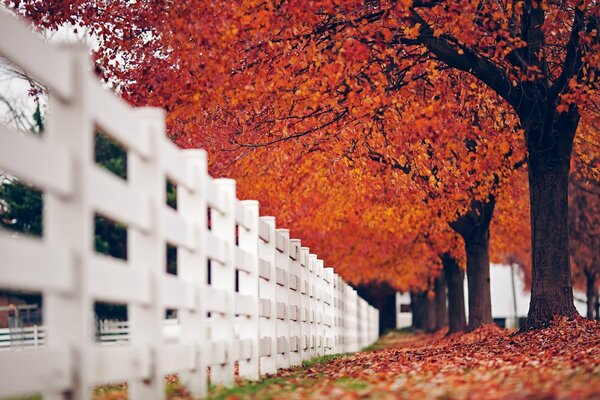 Paesaggio autunnale e foglie di fuoco