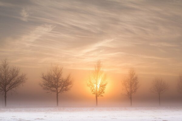 Camino de invierno por la mañana en la niebla