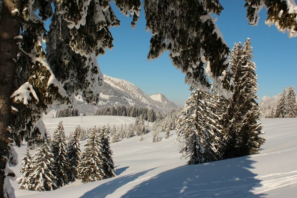 Fichten im Winterwald der Schweiz