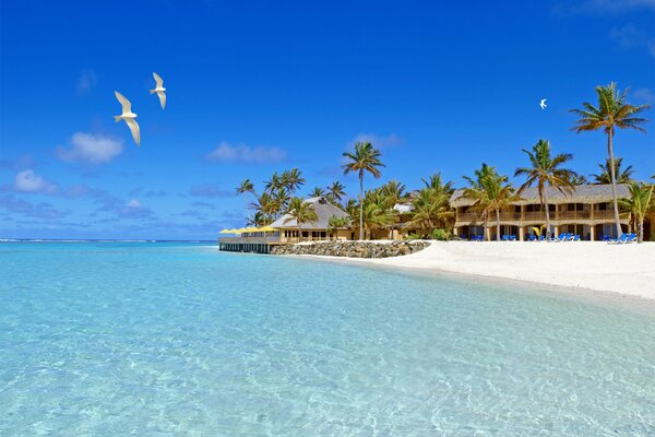 Imagen de una playa con palmeras verdes y un océano azul