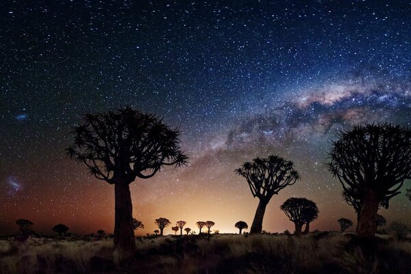 Image of dark tall trees against the background of the starry sky