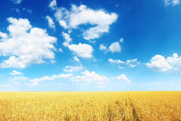 Wheat field and blue sky