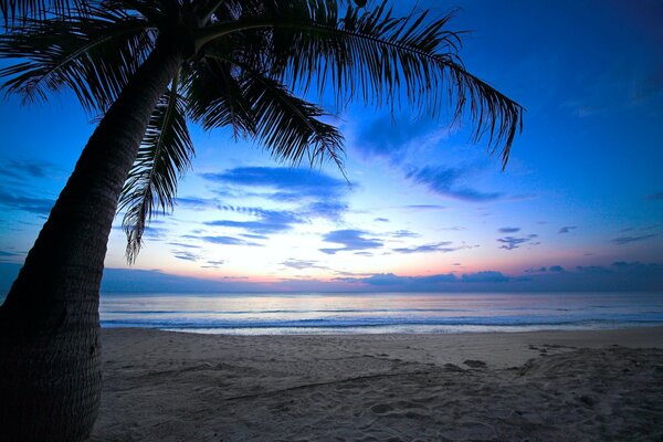 Tropische Palme am Meer