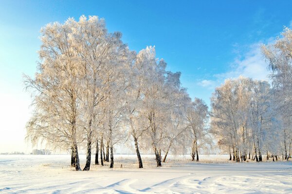 Snow-covered forest and trees covered with frost