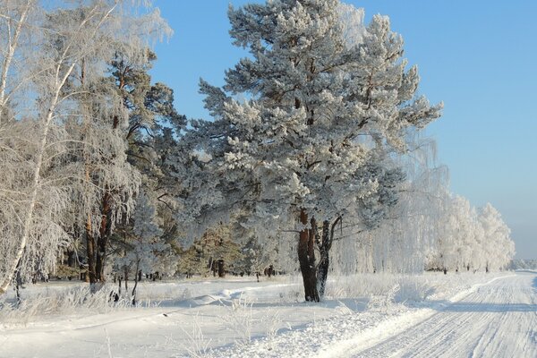 Winterlicher Weg nach dem Studium nach Hause