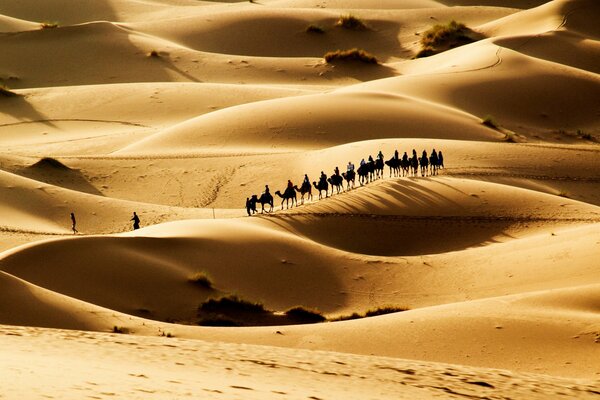 Caravan in the dunes of the desert