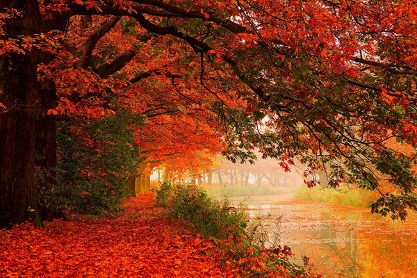 Marcher le long de la rivière et les feuilles pourpres à la fin de l automne