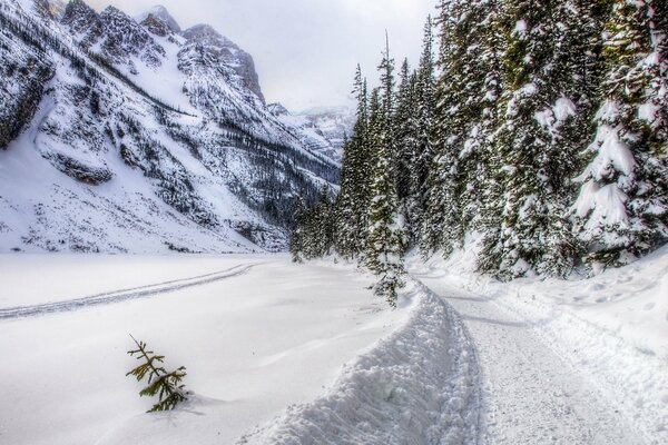 Route d hiver séparant les montagnes et la forêt