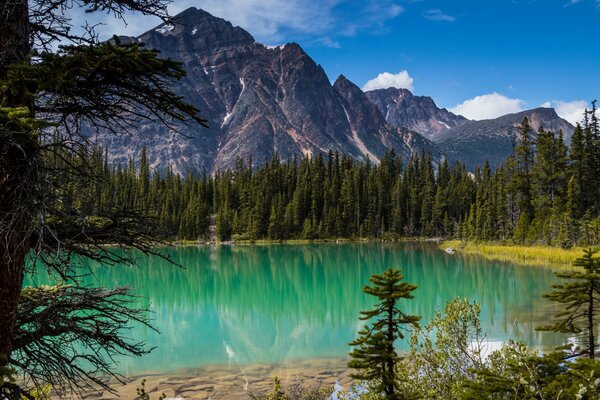 Vue du lac Cavell, forêt