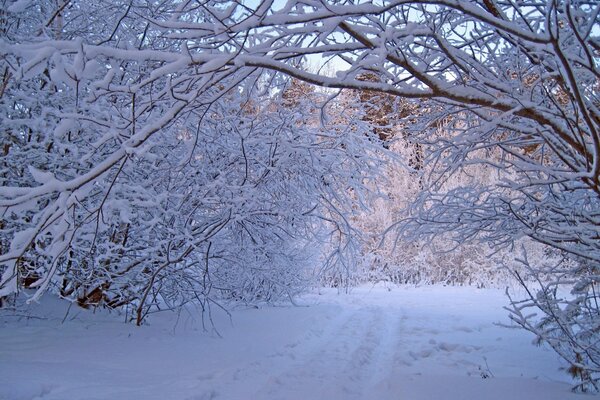 Árboles en la nieve en invierno foto