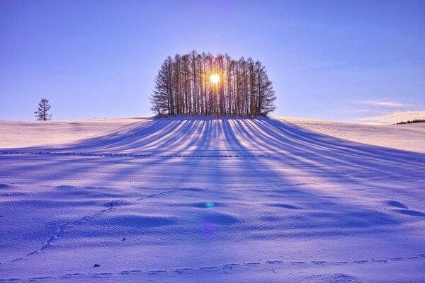 Campo de nieve en un día soleado entre los árboles