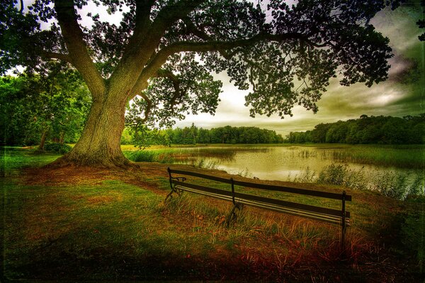 Disfrutar de la naturaleza del otoño y la belleza del bosque