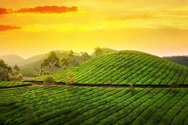 The green hills of India against the yellow sky