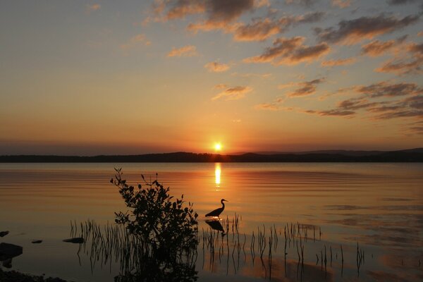 Reiher am See am Abend bei Sonnenuntergang