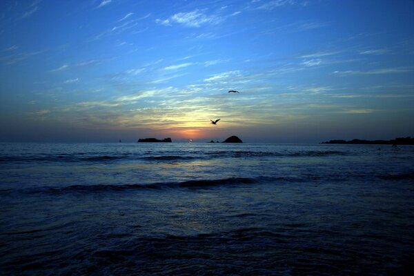 Birds on the background of sunset on the seashore