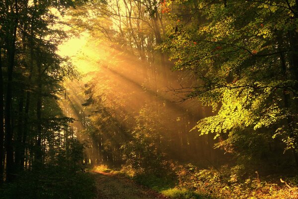 The sun s rays in the autumn forest