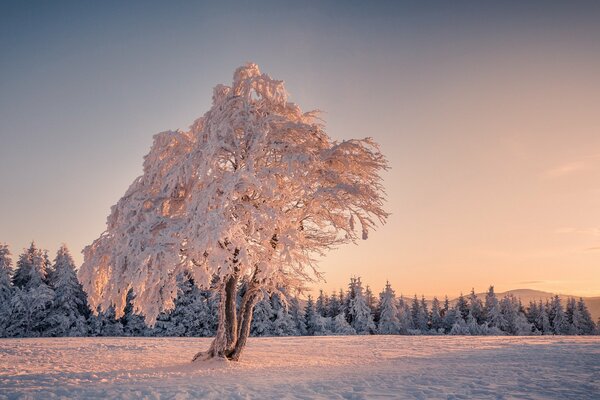 Arbre de neige d hiver dans le champ