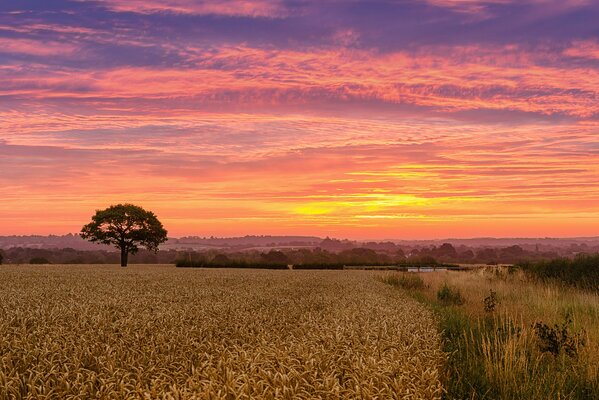 Campo de trigo en el fondo del cielo al atardecer