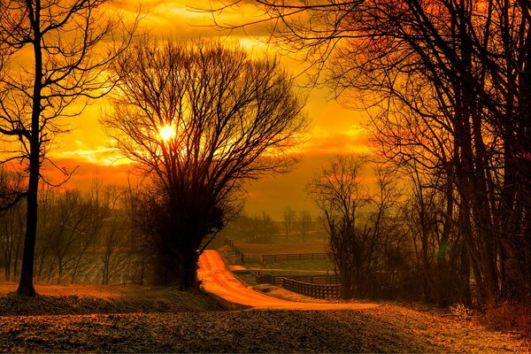 Otoño, cielo amarillo y árboles