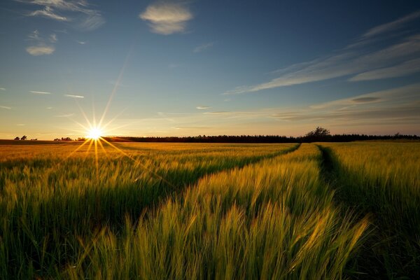 Campo di grano all alba