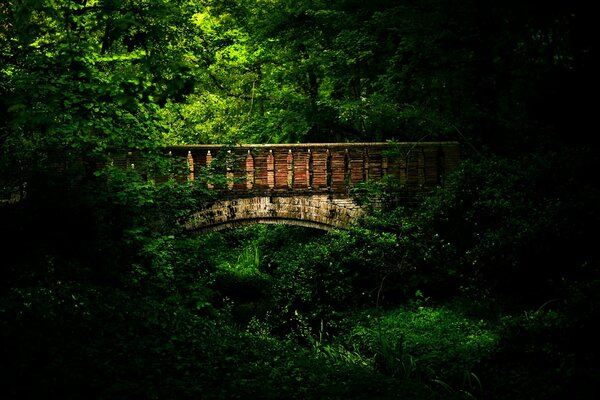 Pont dans une forêt dense