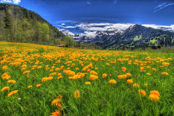 Champ de fleurs dans les montagnes