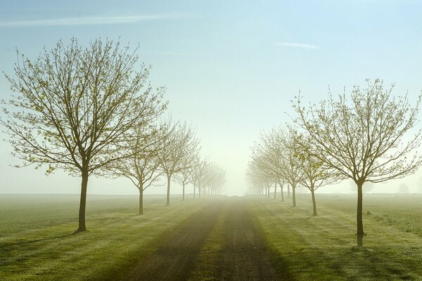 Morgen neblige Straße im Frühling