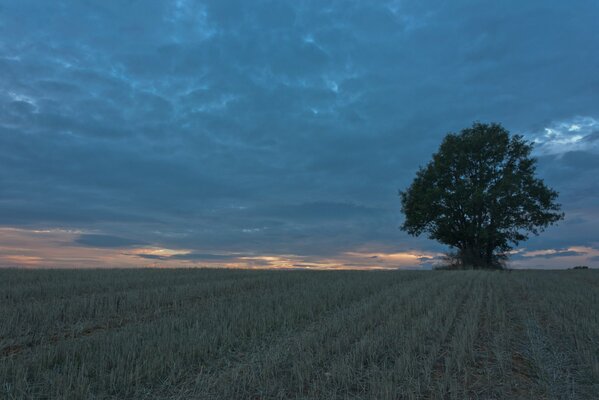 Ein einsamer Baum im Feld über den Wolken