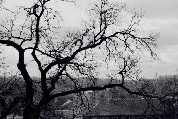 A black dead tree against a gray sky