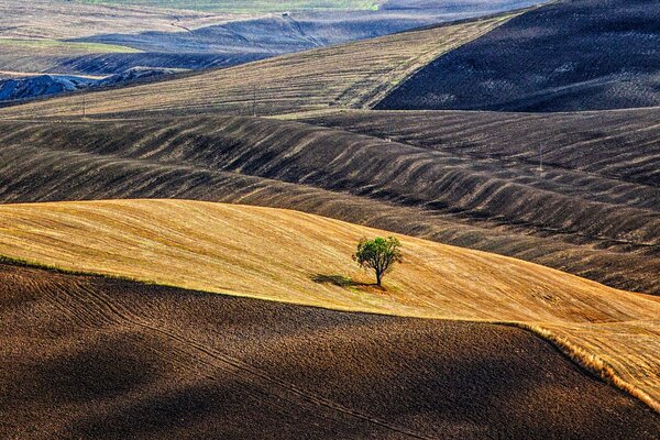 Árbol solitario en los campos de Taskana