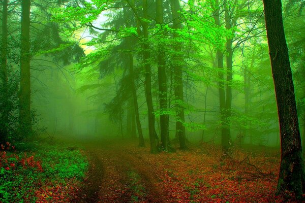 Contrasting background with the image of a misty forest