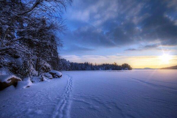 Huellas en la nieve. Paisaje forestal