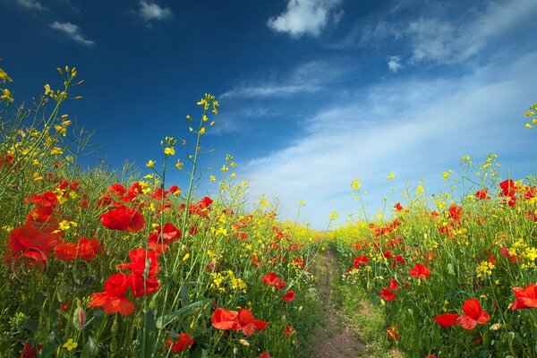 Summer afternoon: red poppies on the field