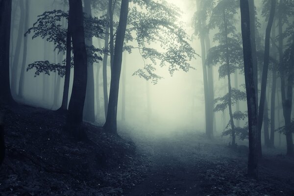 Night Fog in a quiet forest